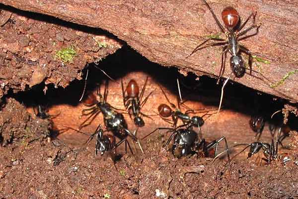 21 نکته در زمینه سبک زندگی مورچه‌های آتشین
