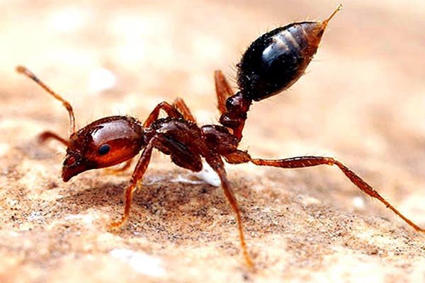 مورچه های آتشین