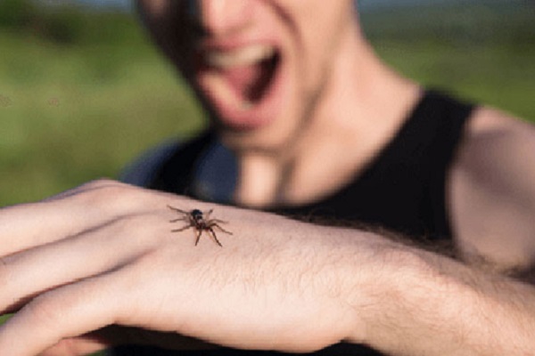 سم عنکبوت بیوه سیاه 15 برابر سمی‌تر از مار زنگی دشتی است