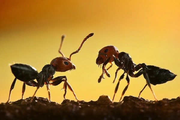 چرا مورچه‌ها برگ‌ها را حمل می‌کنند
