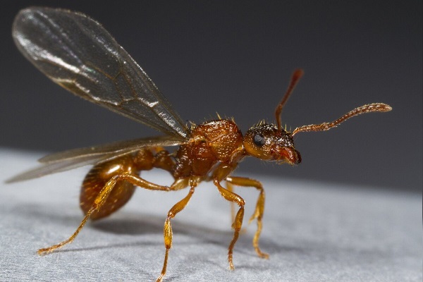 آیا در انواع مورچه ها، مورچه ای وجود دارد که بتواند پرواز کند
