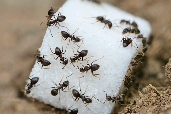 چرا مورچه ها شیرینی دوست دارند؟