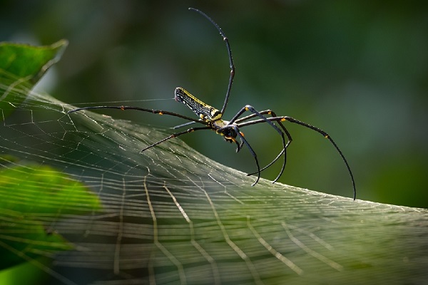 ابریشم عنکبوت قوی است