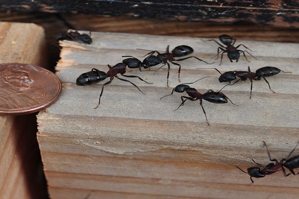 مورچه های نجار چه شکلی هستند؟