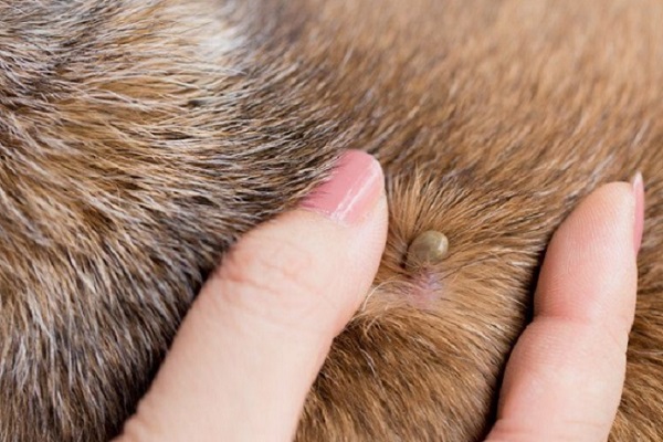 حیوانات خانگی ممکن است به نیش کک حساسیت داشته باشند.