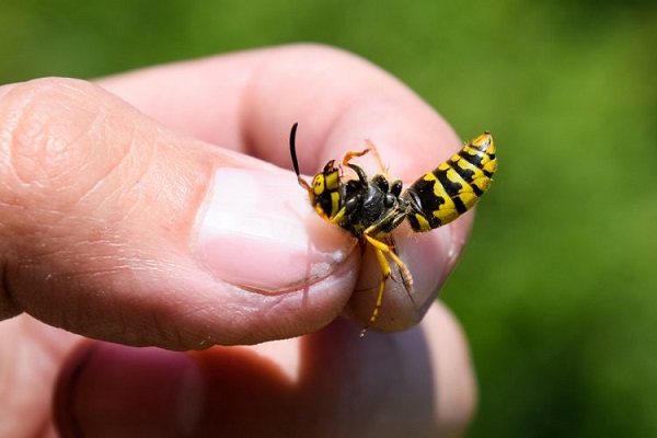 بهترین راه برای درمان نیش‌زنبور یا زنبور چیست؟