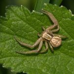 عنکبوت های خانگی – 6 تا 8 میلی متر طول + علائم هجوم عنکبوت ها